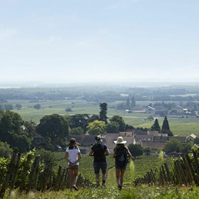 L'Ecole des Vins de Bourgogne